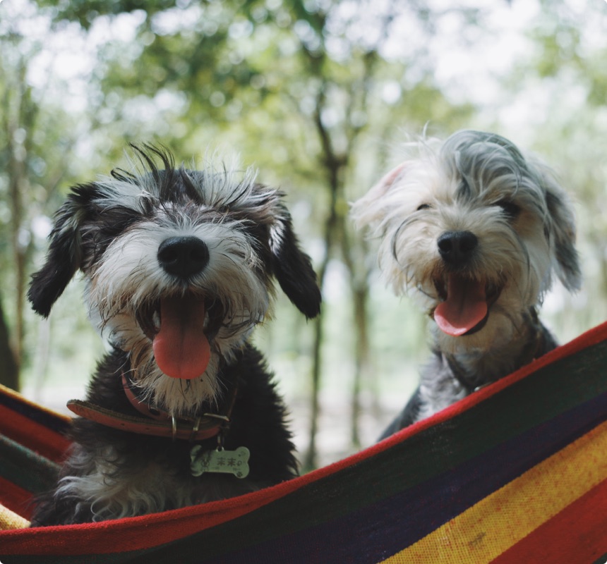 Dog Sitters For a  Stress-Free Experience